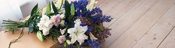 SED ELEIFEND IPASUM ID AUCTOR