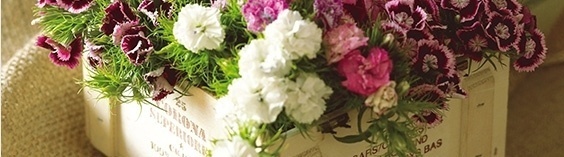 SED ELEIFEND IPASUM ID AUCTOR 2